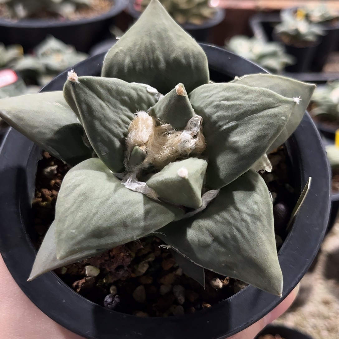 45号11.5cm实生大尤牛舌怒