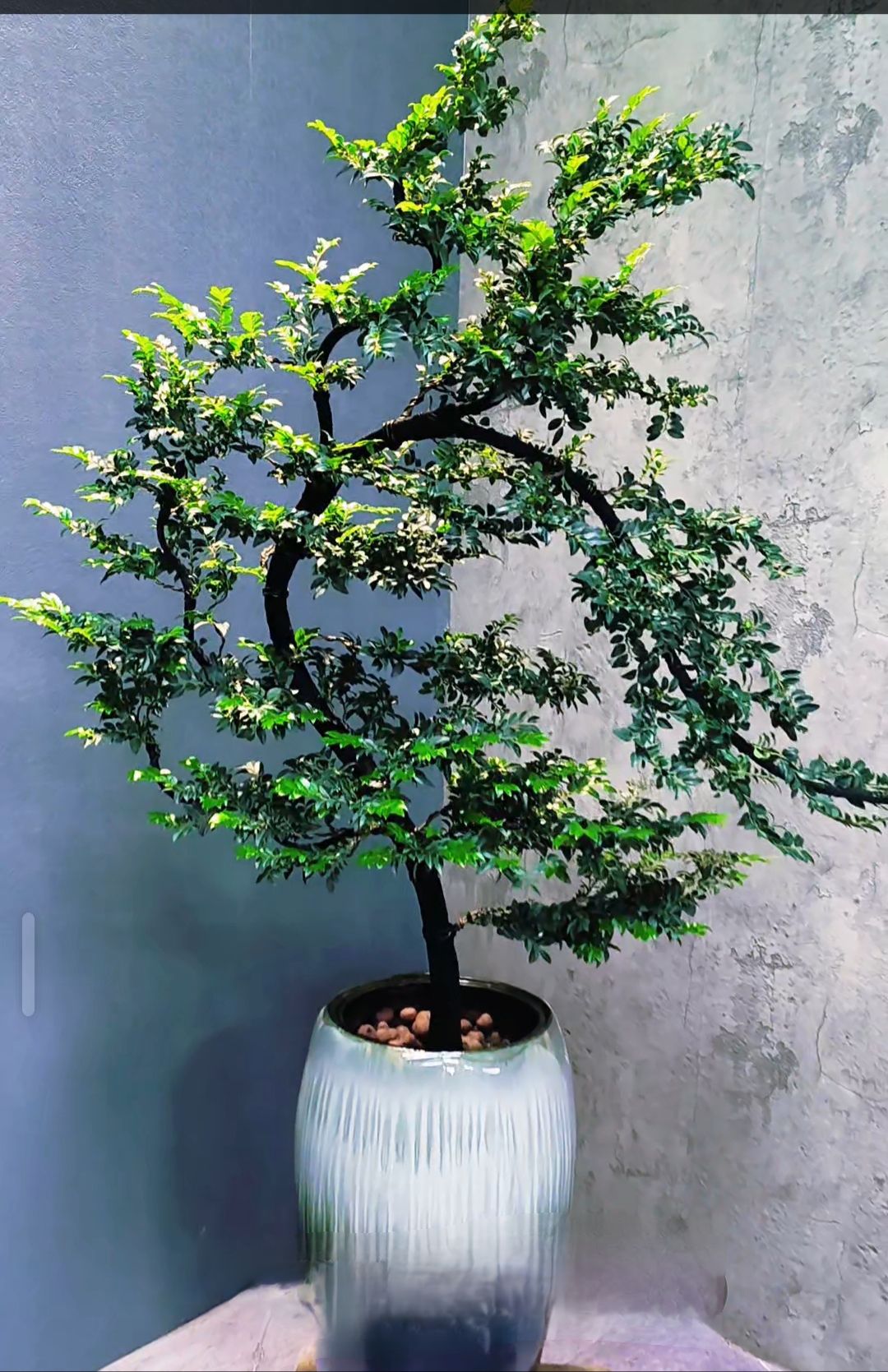 小叶紫檀盆景｜广东小叶紫檀黑骨茶意境茶室空间禅意盆景客厅