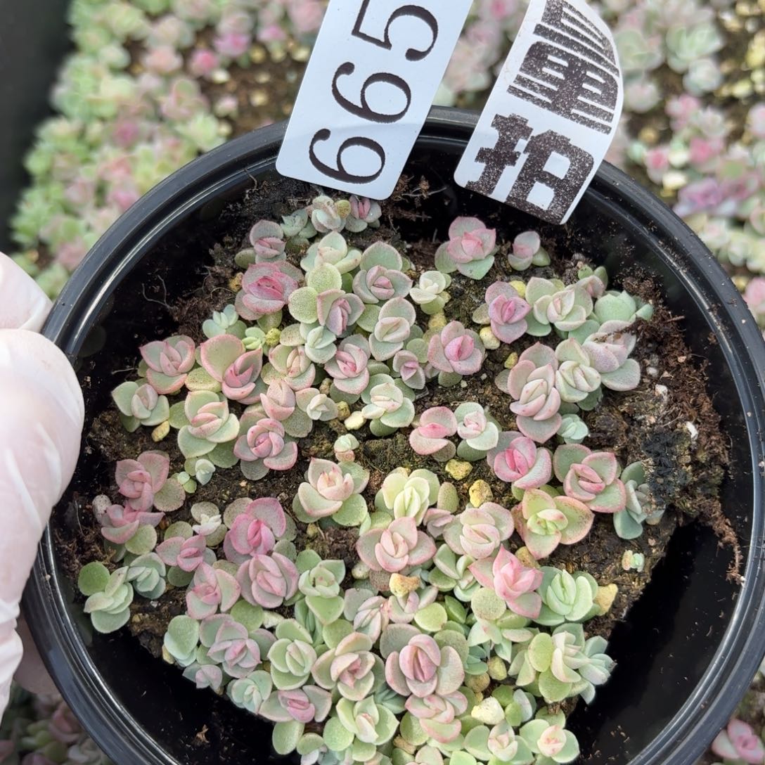 多肉植物多肉植物665量拍紫色心