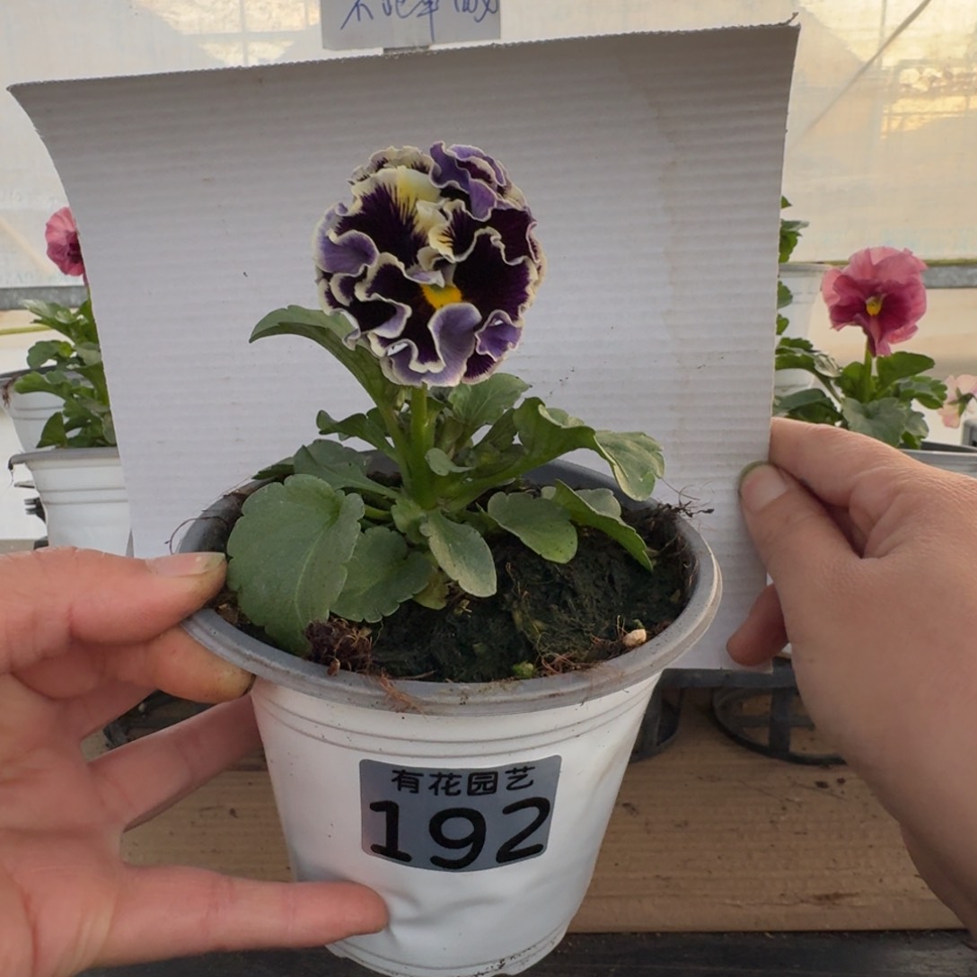 无花朵192号角堇