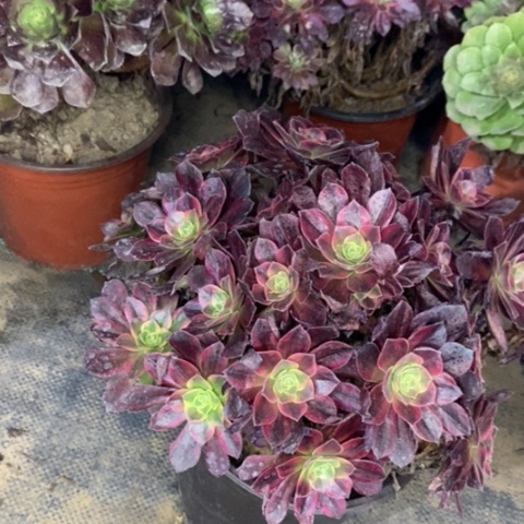 安娜多肉植物070