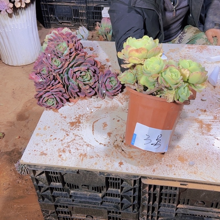 鸡蛋碧桃 3号 花开富贵