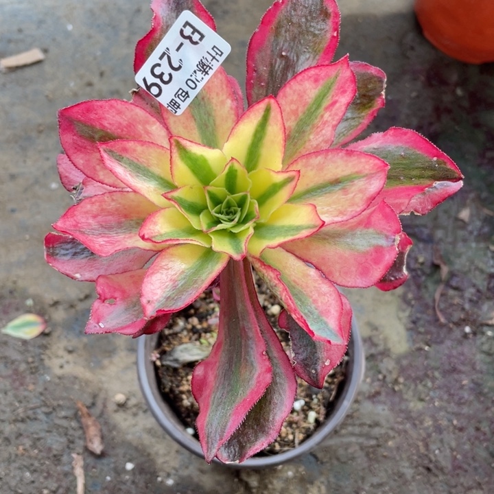 239魅影多肉12345679123456789