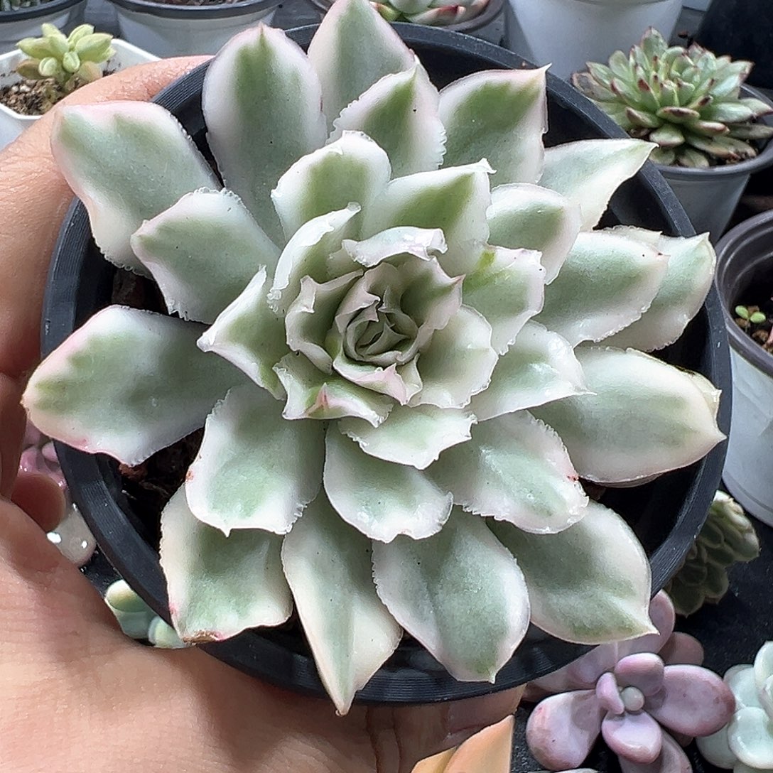 紫蝴蝶锦小方花圃一物一拍