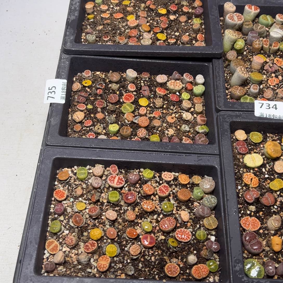 【闪购商品】735。三盒一起 