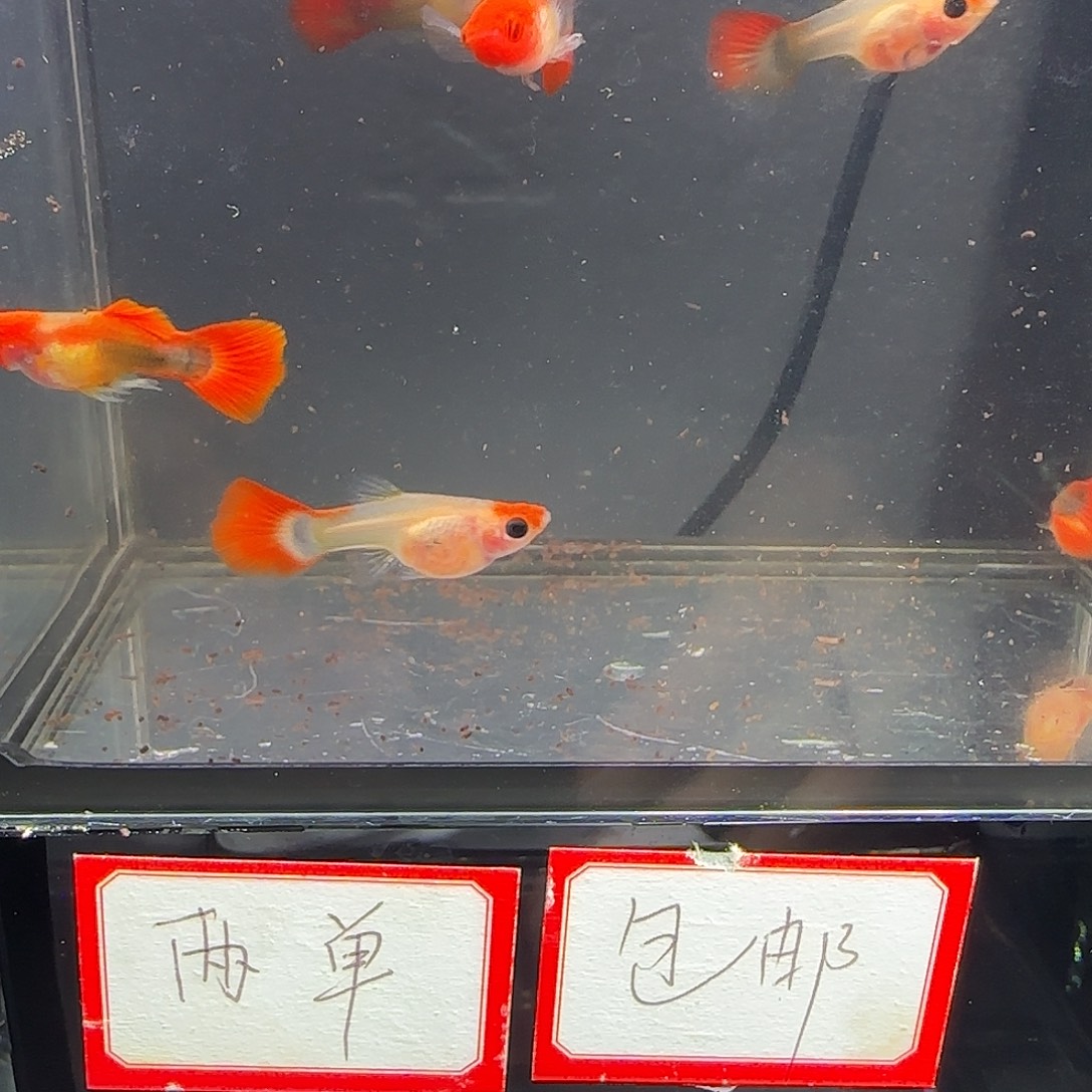 孔雀鱼深海蓝玻璃猫六条