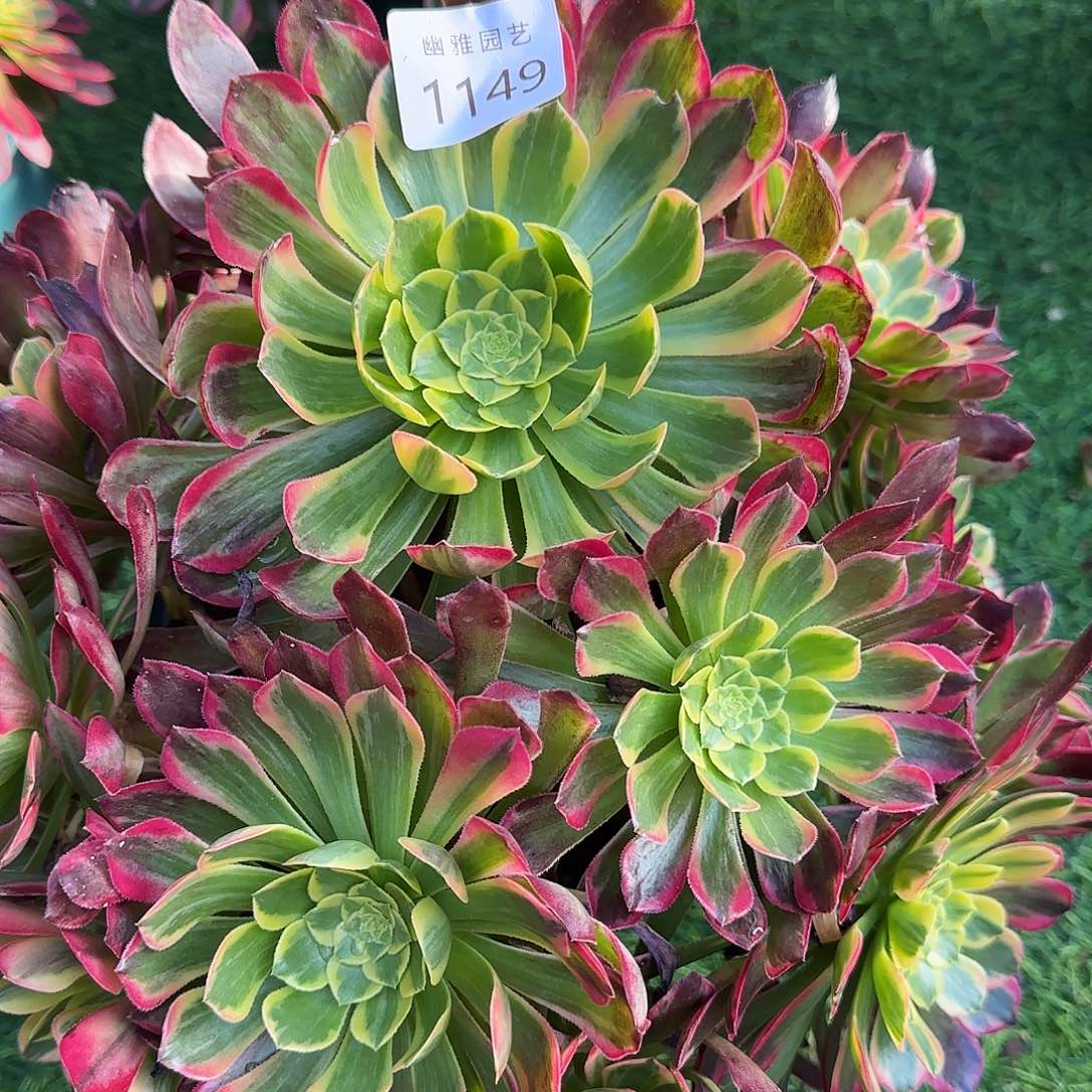 多肉植物朝霞1149