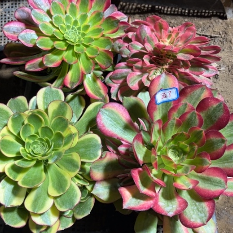 828多肉植物组合