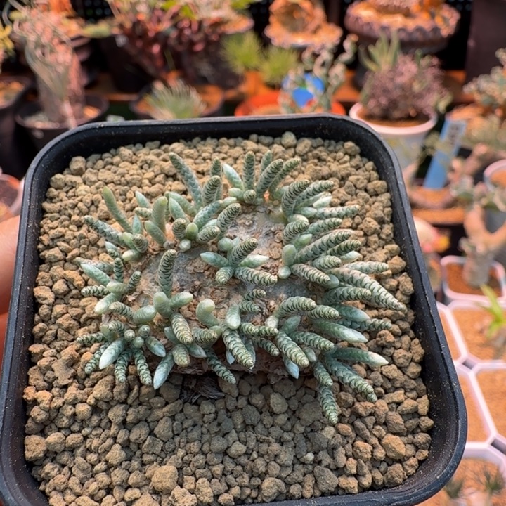 韧锦181 仙人球仙人球