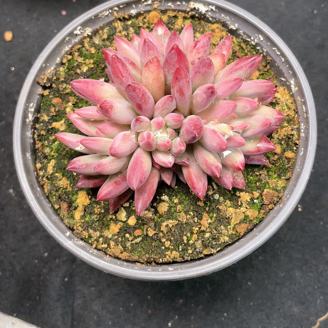 白体虞美人多肉植物