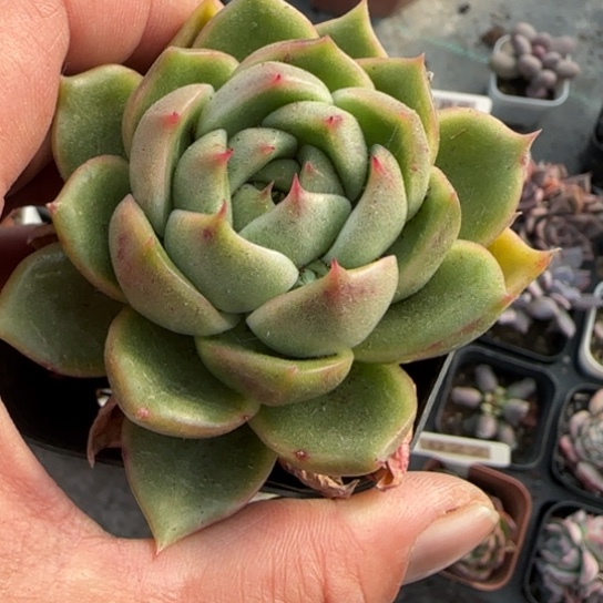 242白玫瑰多肉植物多