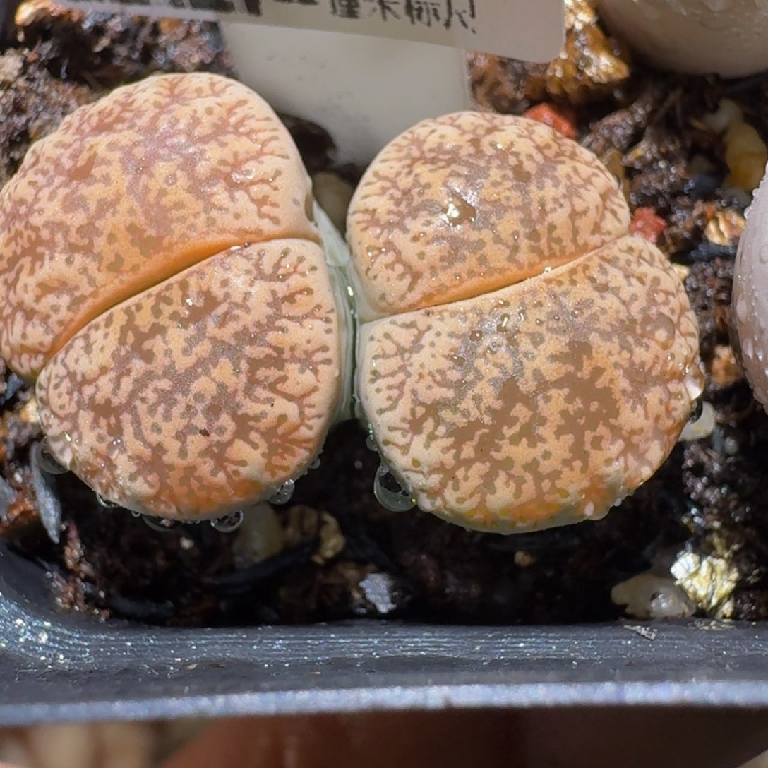 板娘清仓卖屁屁256