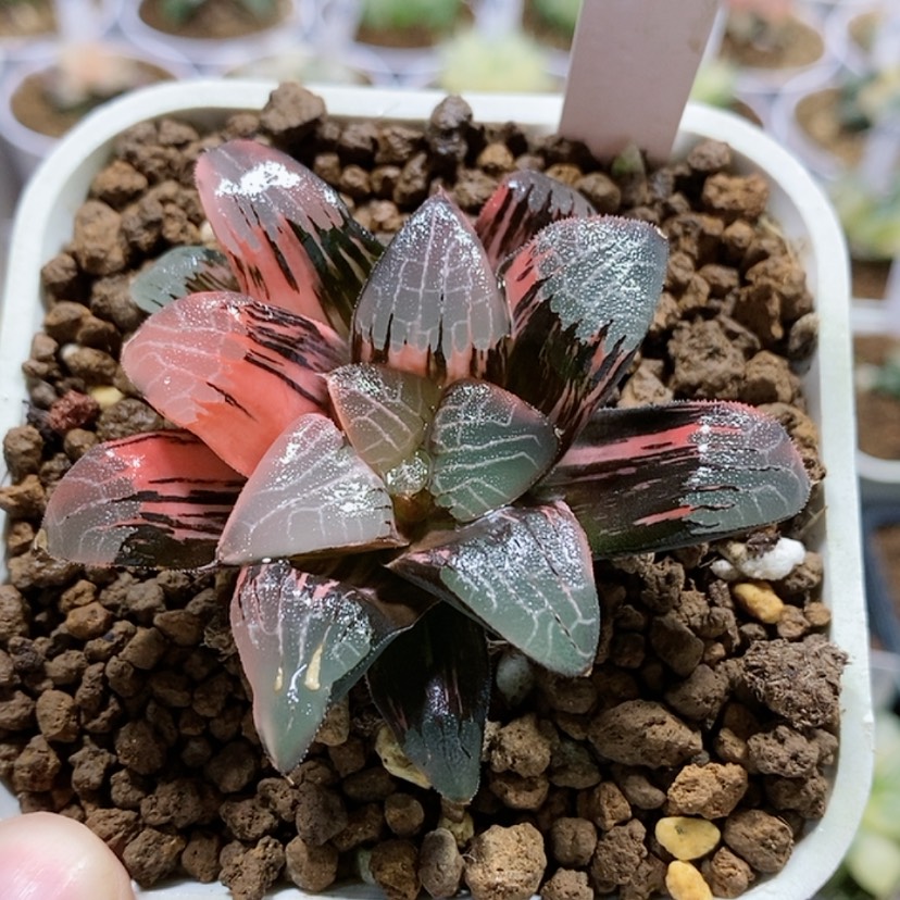 【闪购商品】104克锦