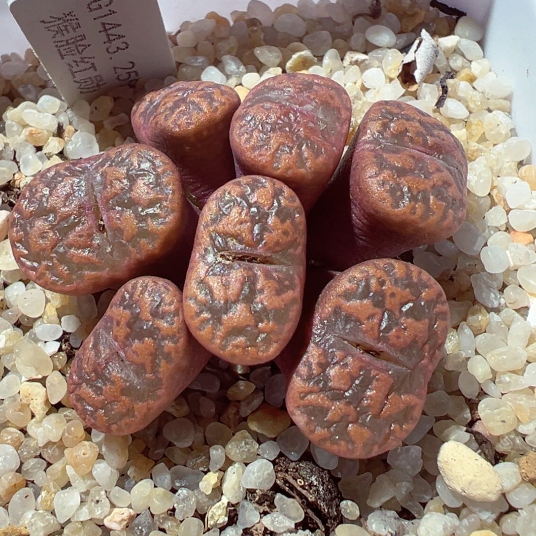 101-196多肉多肉猴脸红勋章