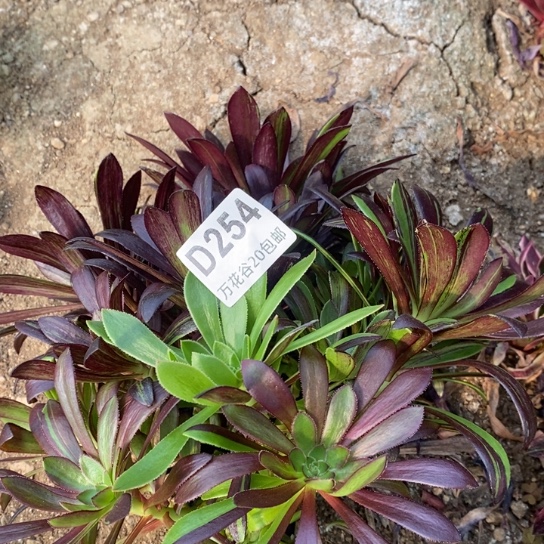 254水墨丹青砍过无根多肉植物