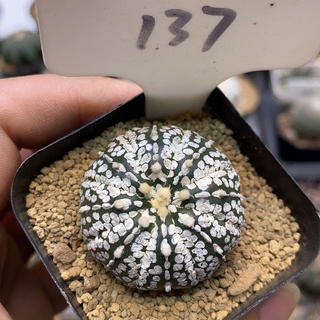 开播特价来了来福利