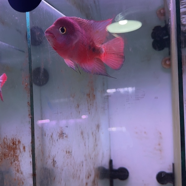 8***8罗汉鱼红马罗汉鱼观赏鱼