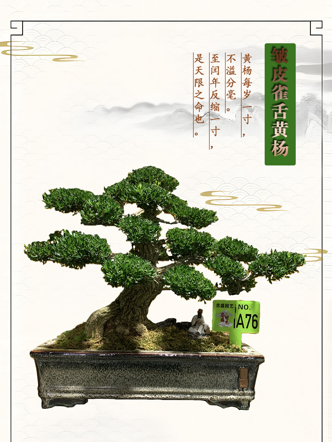 【A76】精品八方根盘矮霸黄杨游龙老桩室内外适用好养易活四季常青