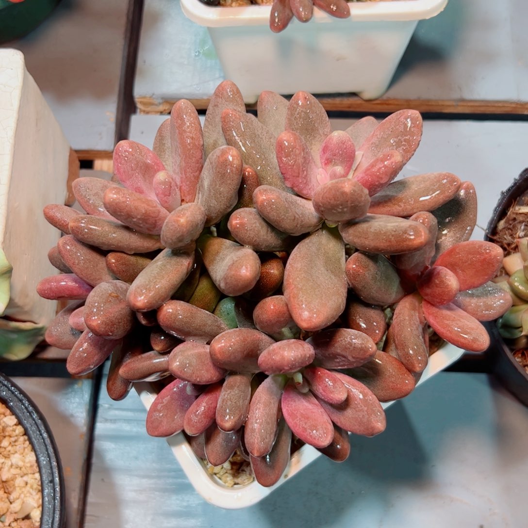 糖果美人多肉植物