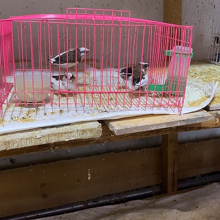 文鸟-**、保姆鸟4只，包活到家
