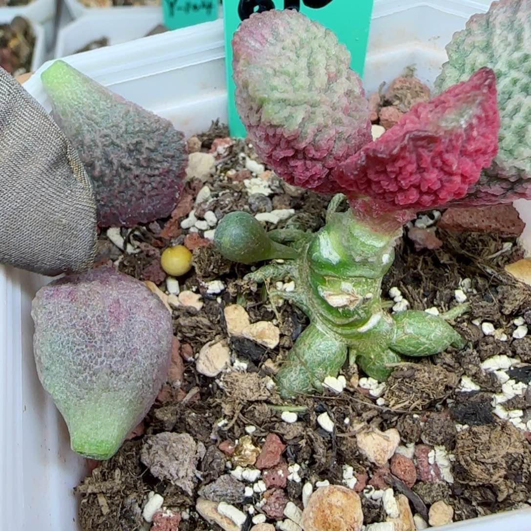 编号610叶片一个，用320号换，补差30米