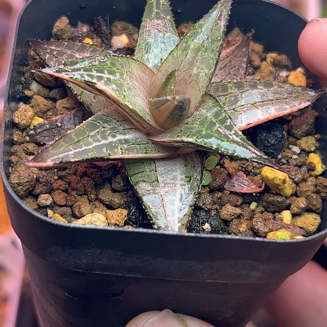 龙鳞母本锦十二卷六公分