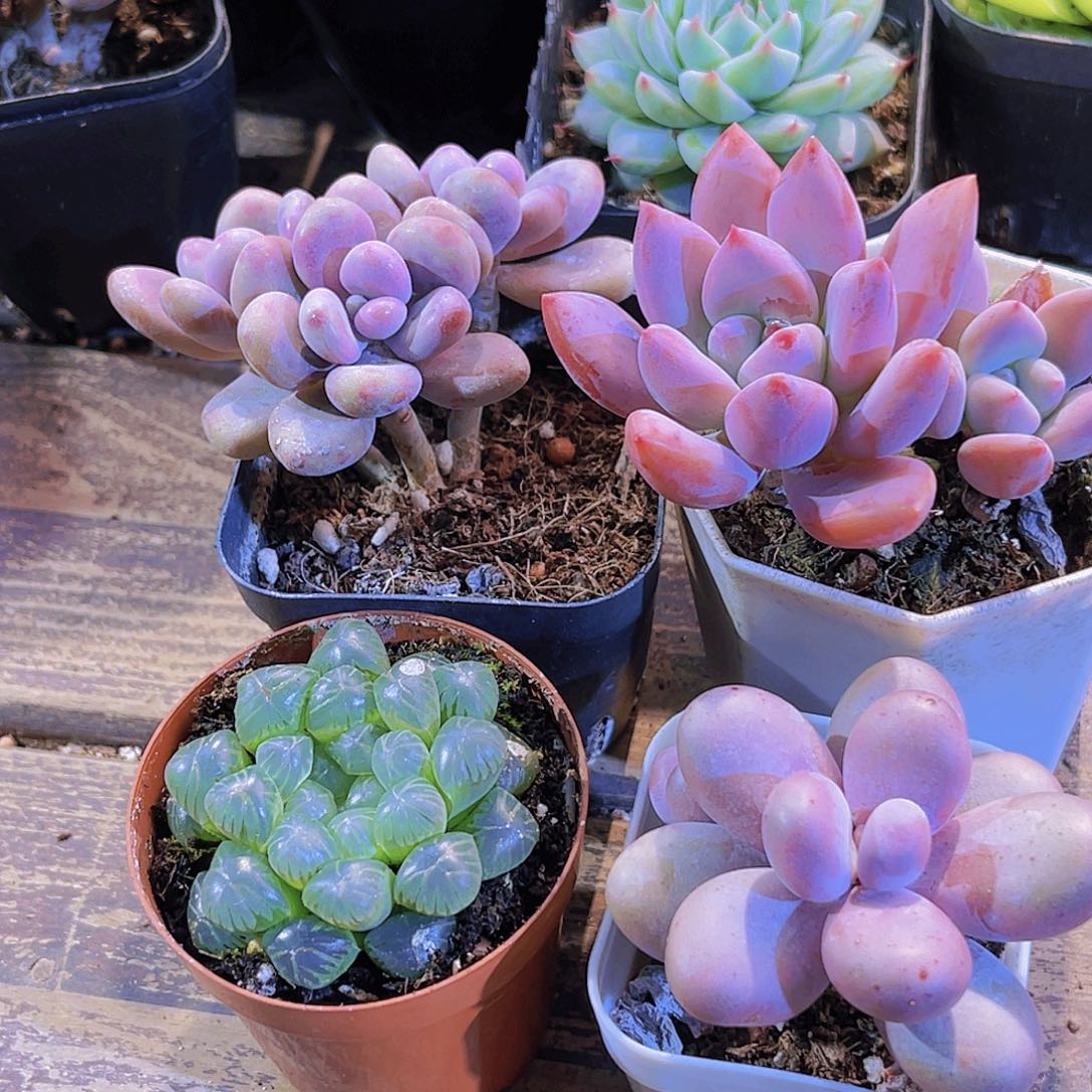 桃蛋。奥普。姬雨露。奶酪