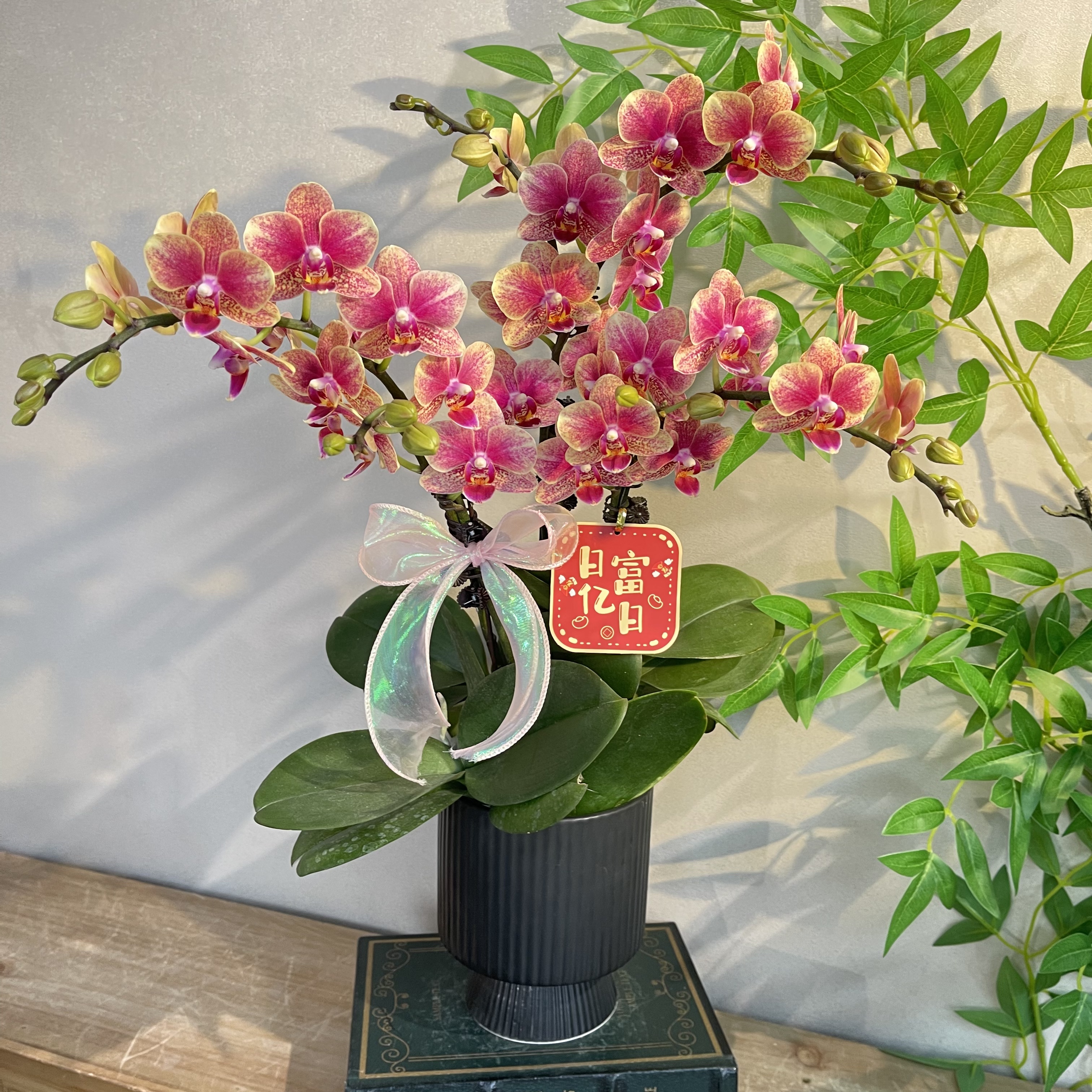 蝴蝶兰《金蝶》25年爆款红色渐变系列 好养耐养带花带花苞 基地直发