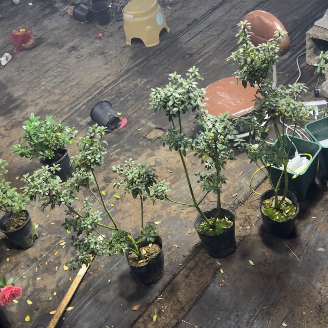 和***）完全开放舞小听杜鹃