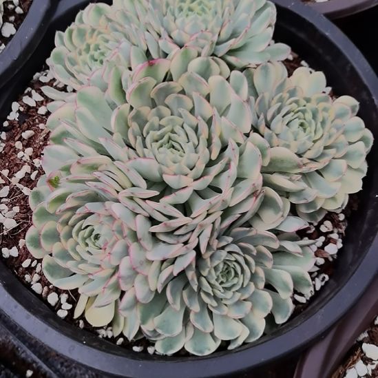 梦幻玫瑰白覆轮锦群