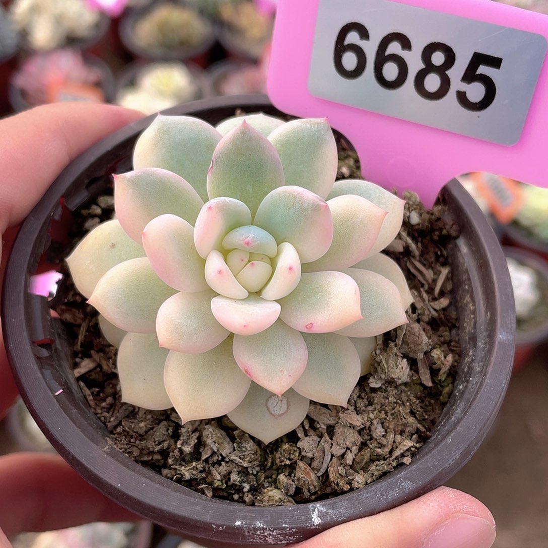 彩***糖6685号多肉植物盆栽
