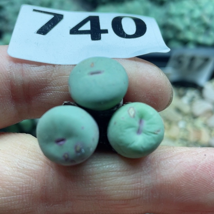 740小红嘴3颗p p p p