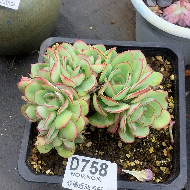 问***剑牡丹亭朵朵 758 清棚处理退款拉黑