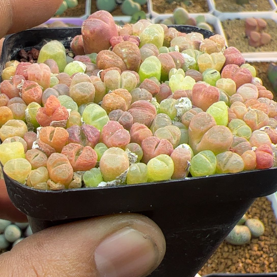 大家过年好22670