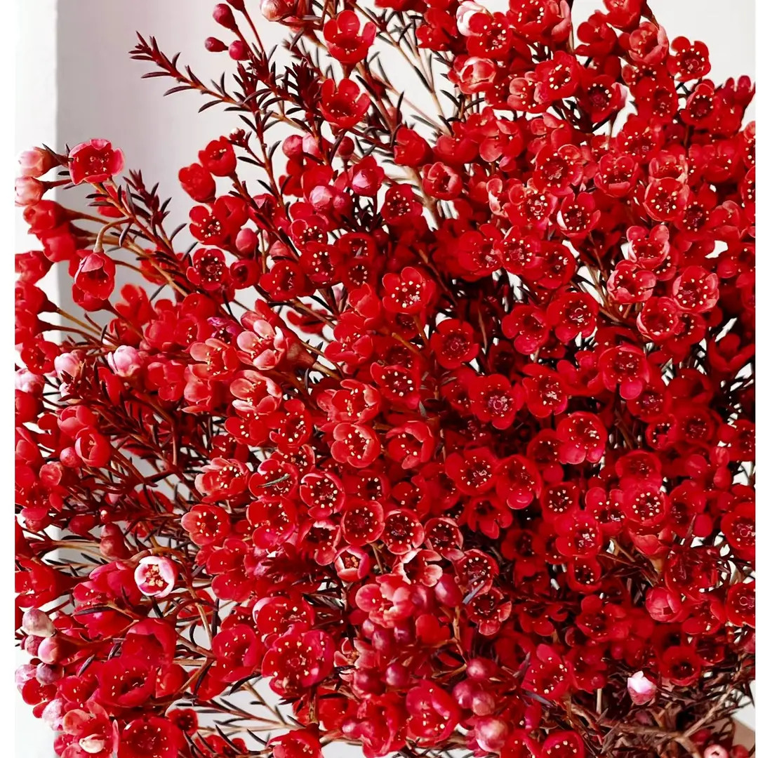 花千氧【腊梅】年宵/ 元旦限定 昆明鲜切花  节日送礼小众高级