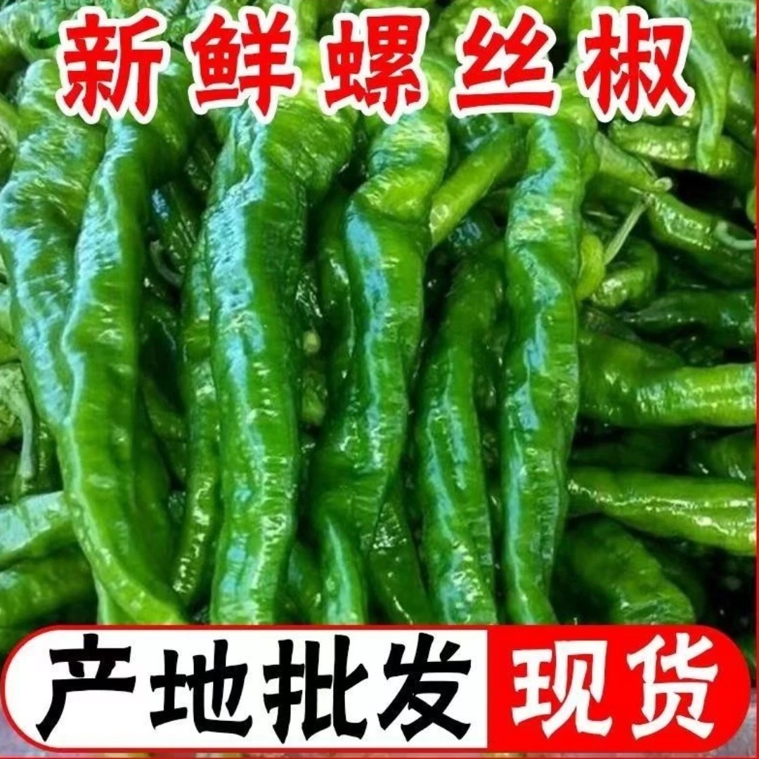 新鲜螺丝椒辣椒皱皮辣椒皮薄肉厚青椒农家土辣椒现摘现发5斤辣椒