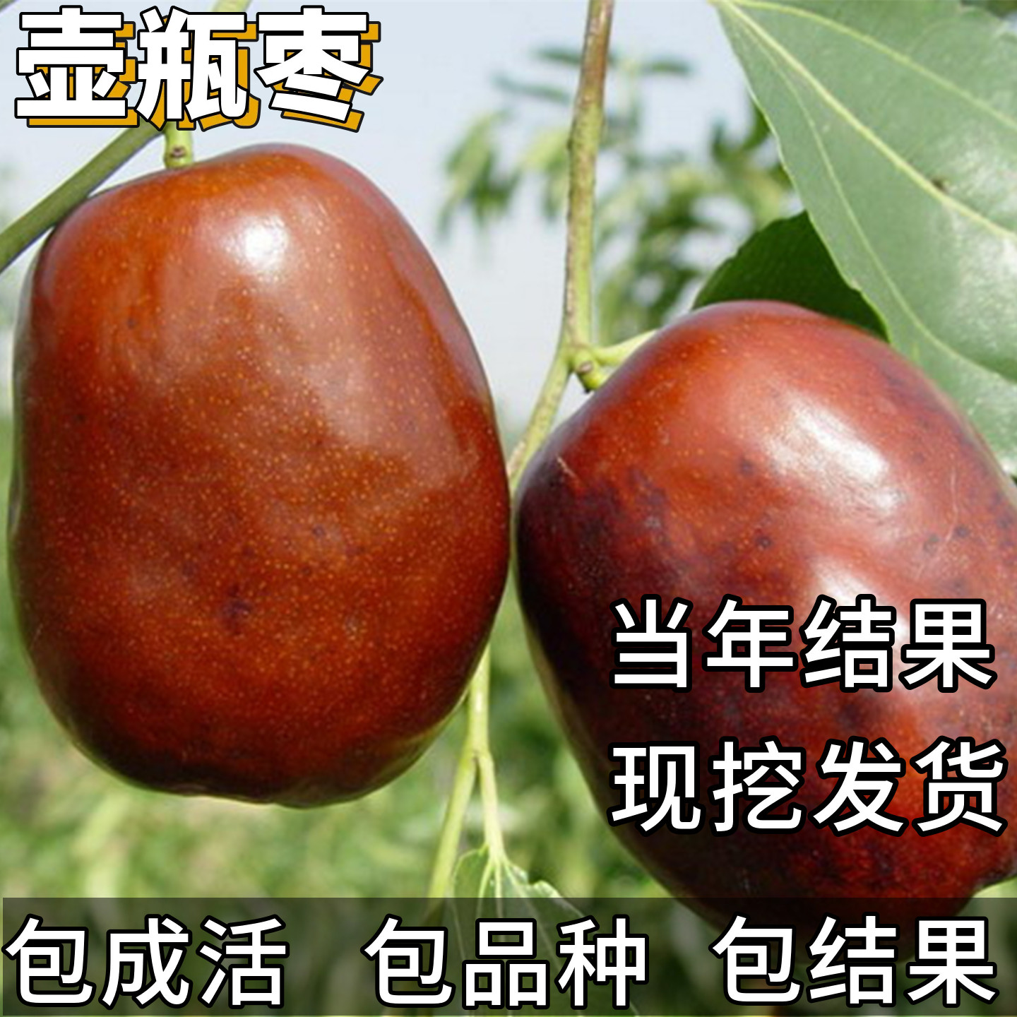 壶瓶枣树苗南北方庭院耐寒早熟大枣超甜盆栽枣树嫁接活苗当年结果