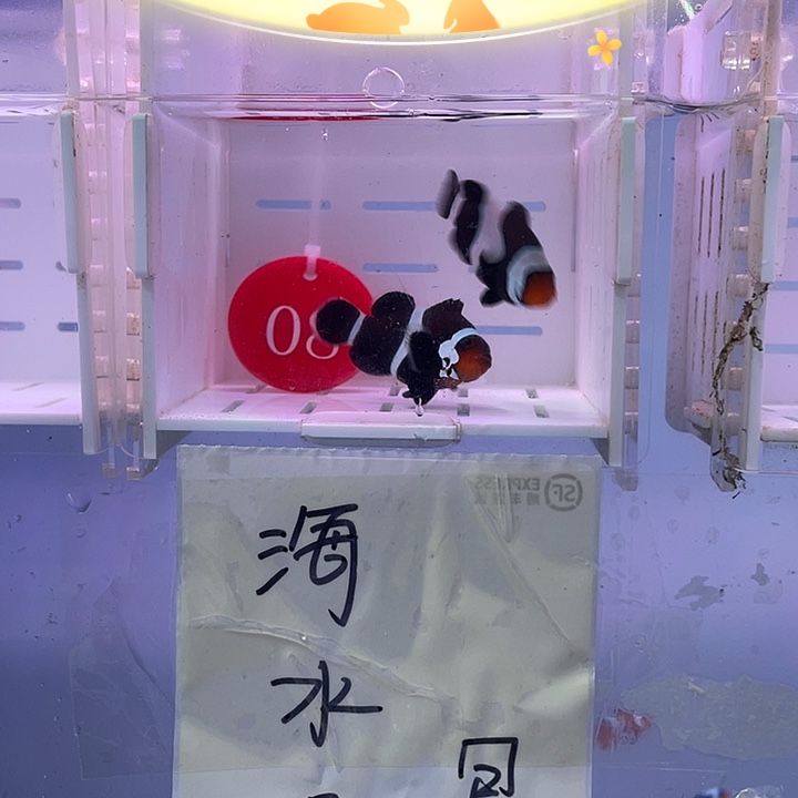 海水鱼精品奥黑小丑鱼