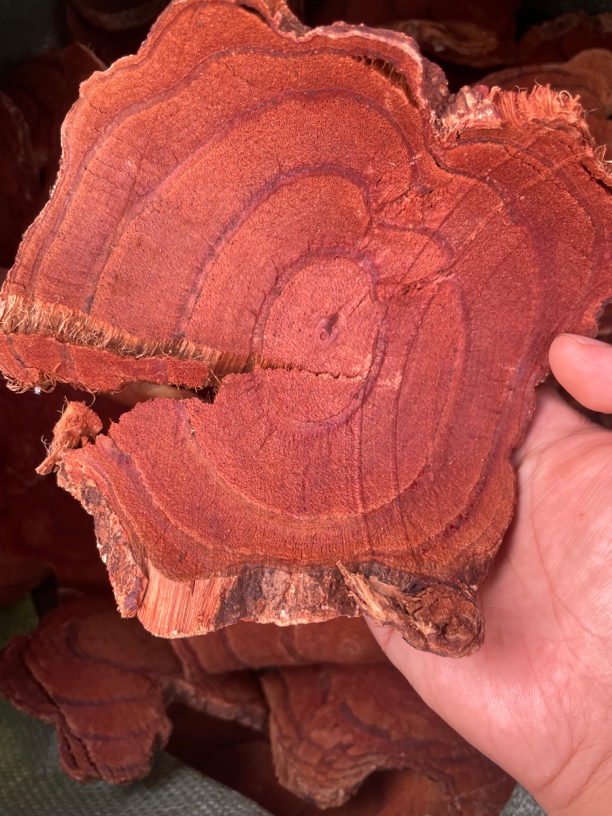 鸡血藤   干片新鲜自然晾晒可泡水煲汤泡酒