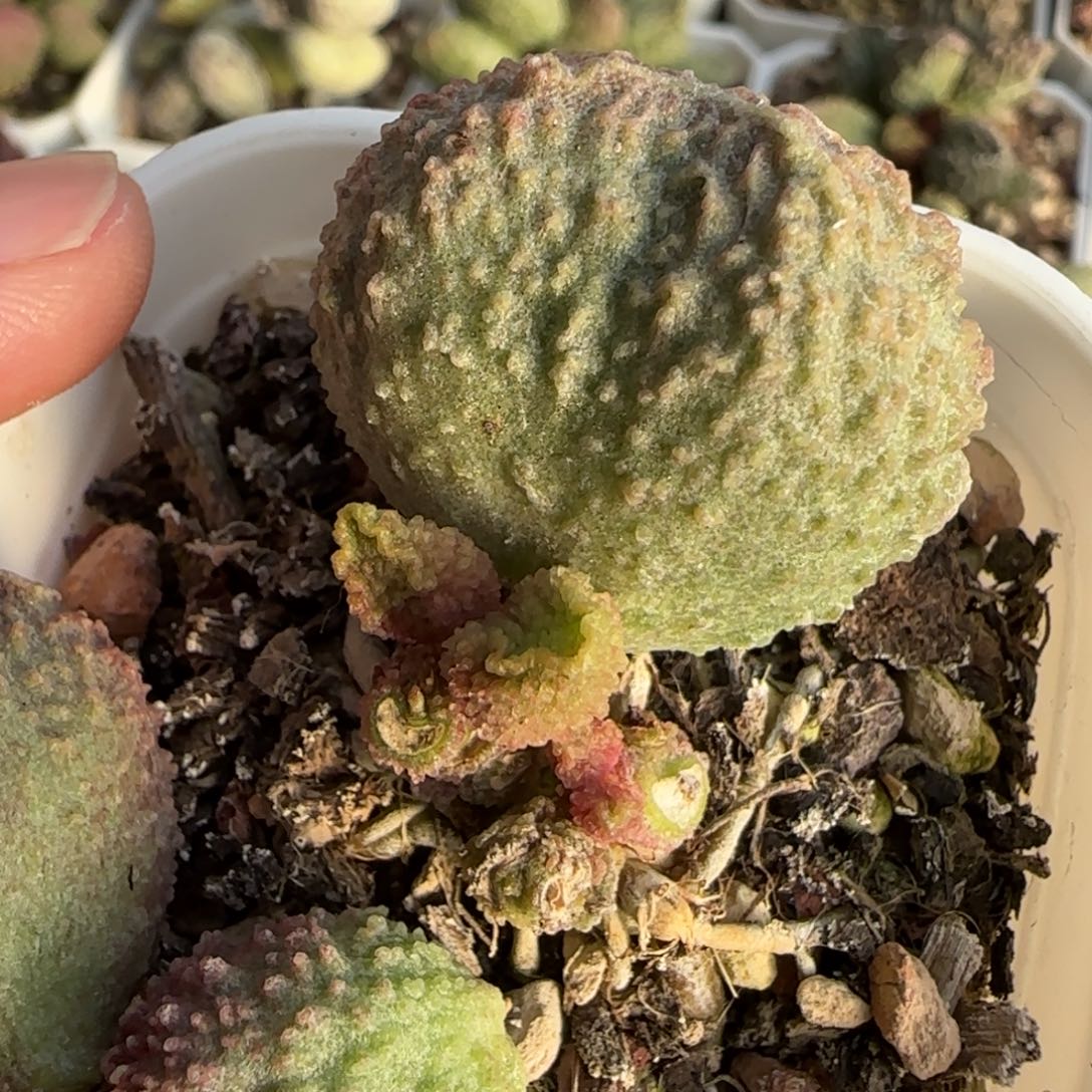 碗碗水泡多肉植物