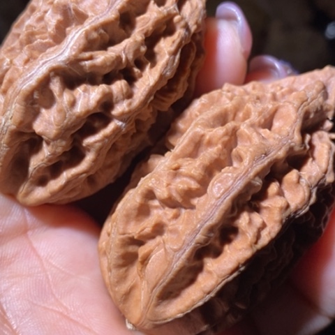 文玩核桃把件东北野生楸子小美13