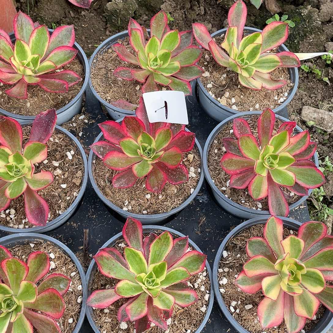 520法师植物魅影