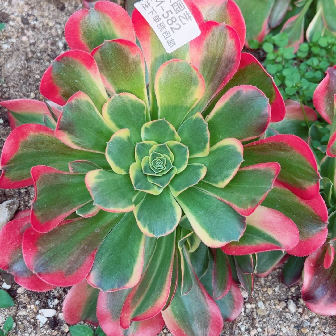 特斯拉多肉植物582