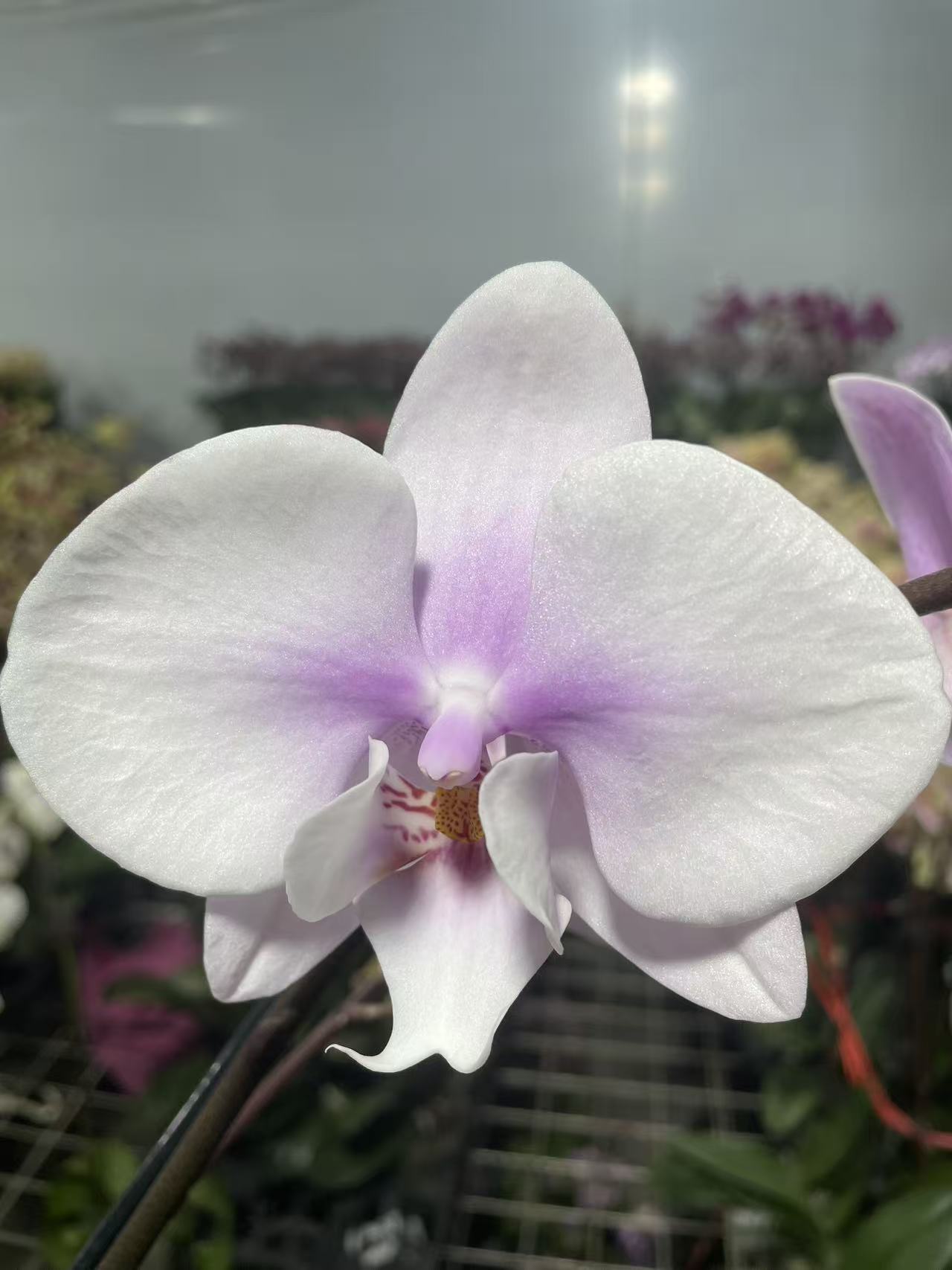 （阿尔提亚）3.5寸欧品安祖 蝴蝶兰 一颗  云南基地直发