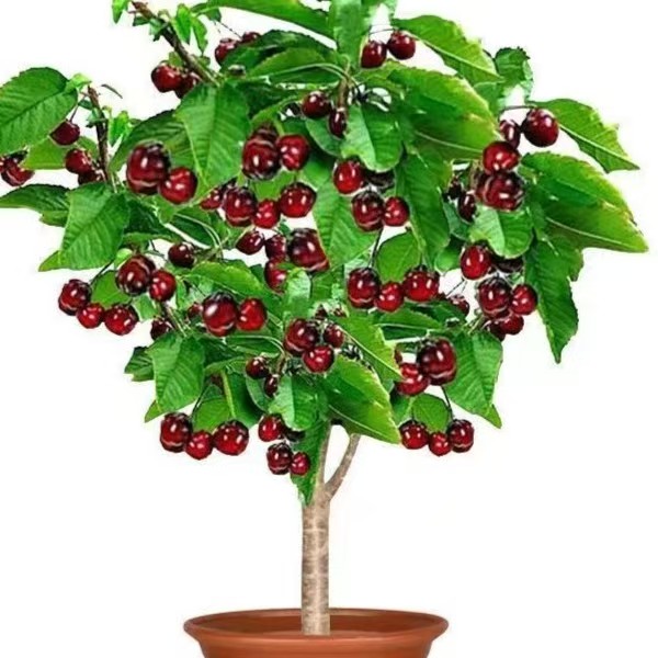 车力子南北方阳台庭院种植当年惊喜
