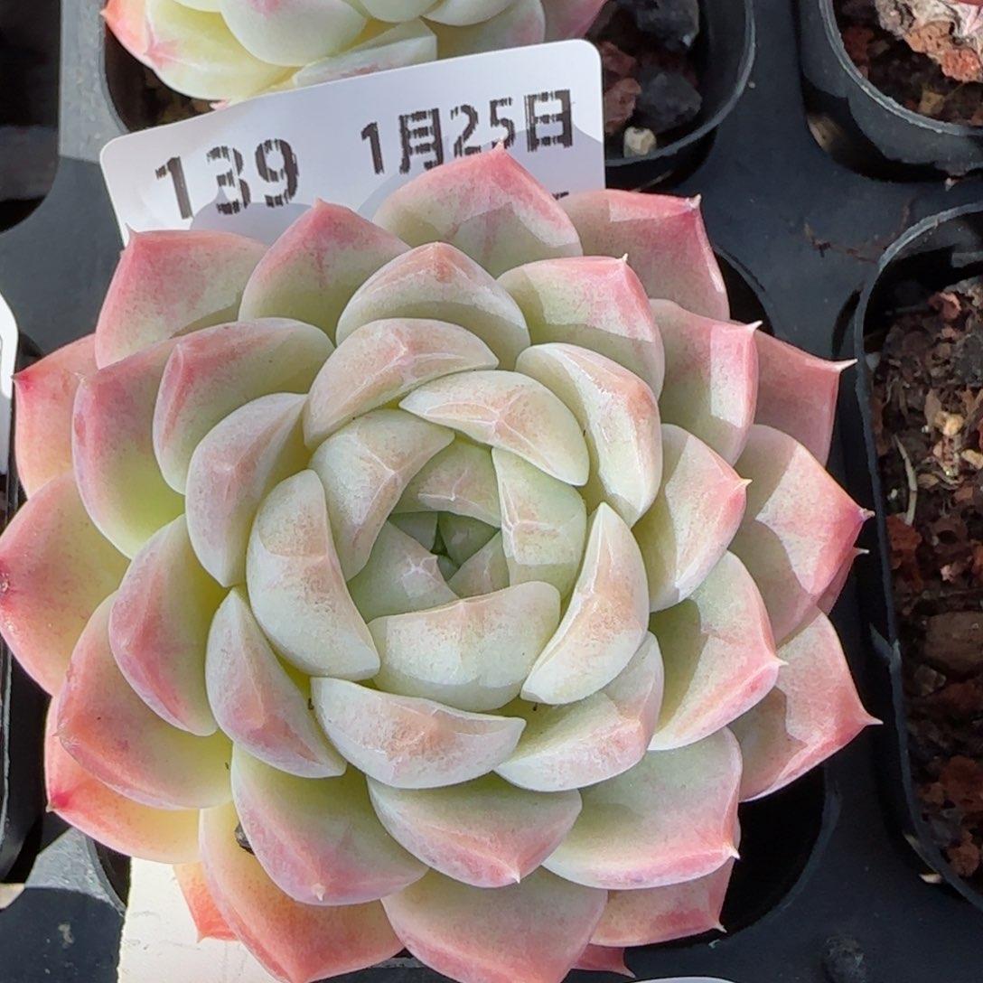 花语逸镜0125-139