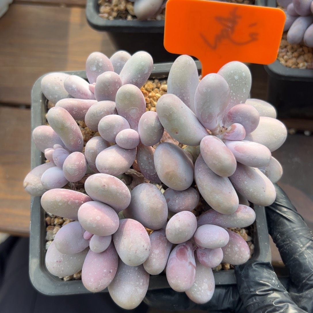 原始奶11111111111111