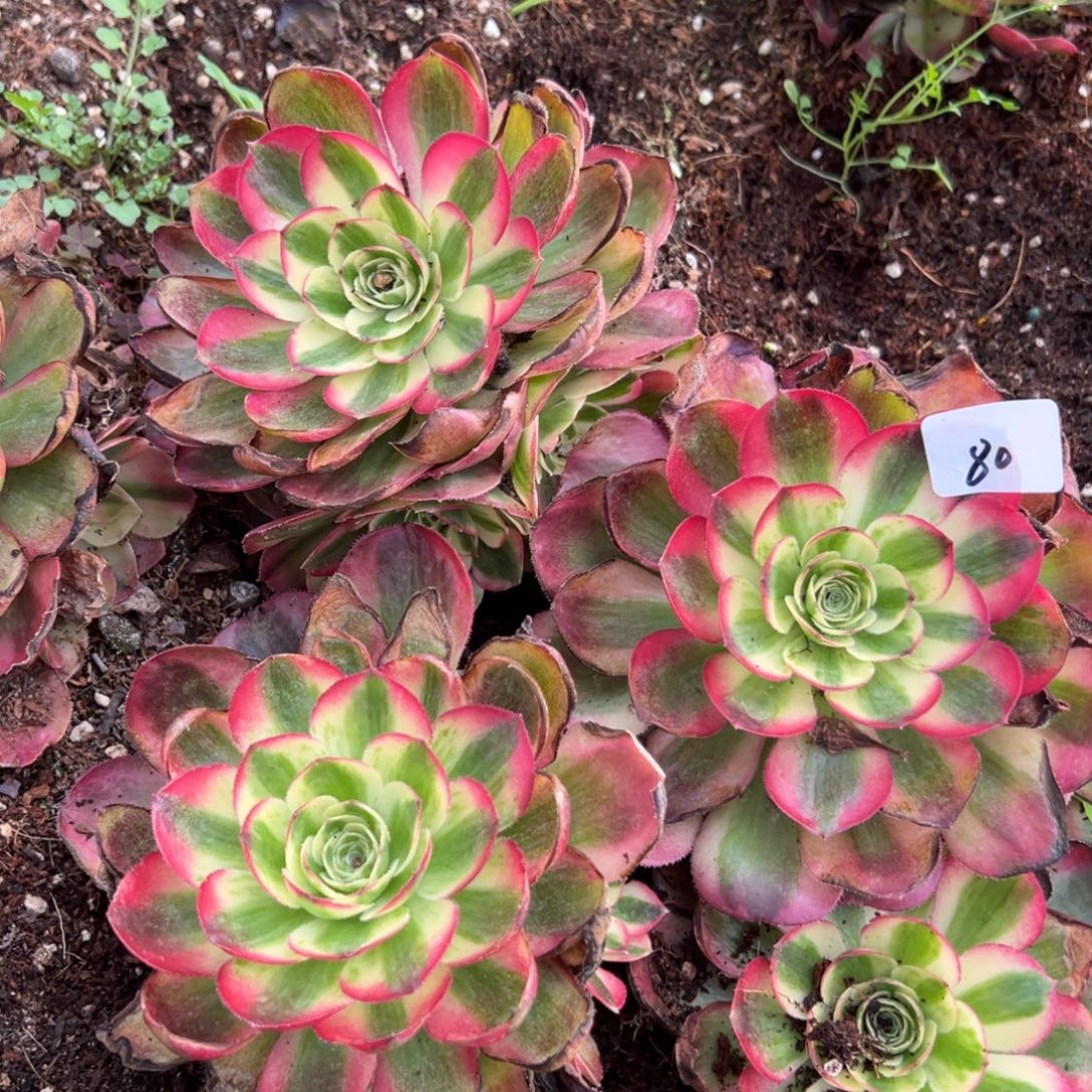 20包邮80鸿运一颗带崽10多肉