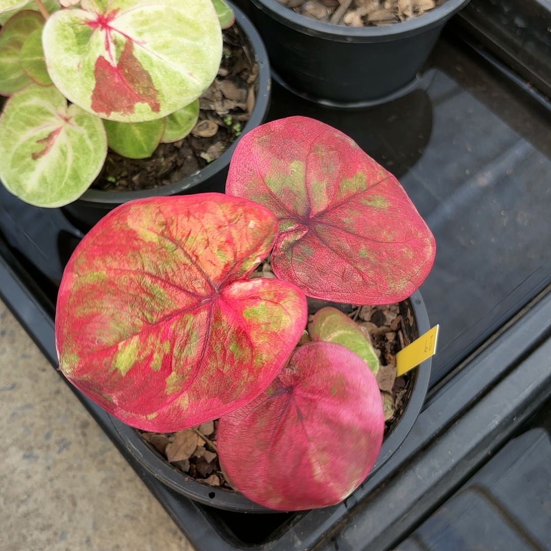 泰国彩叶芋29-0116