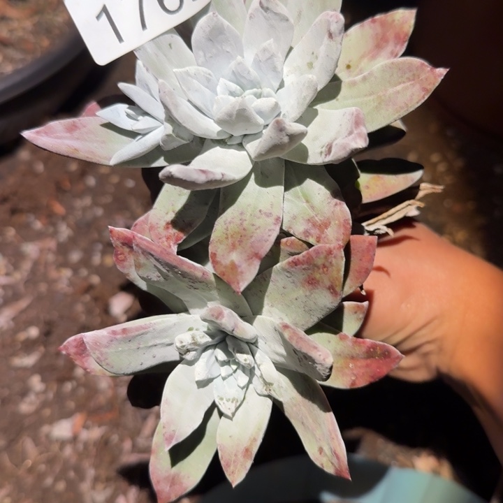 3代杂交仙女杯多肉福利